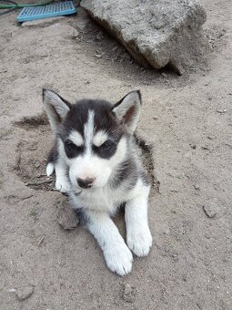 Sibiřský husky bez PP - 3