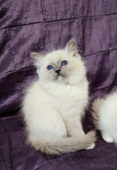 Ragdoll Blue mitted - 3