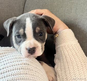 Štěně American Bully - 3