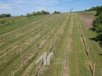 Křepice u Hustopečí – vinice 4 085 m2 – dobrý udržovaný stav - 3