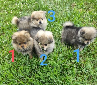 Štěňátka špic pomeranian - 3