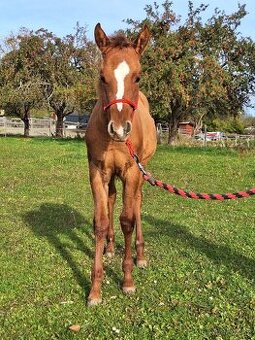 Roční klisna, kobylka AQH, QH, USA papíry - 3