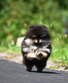 Pomeranian - 3