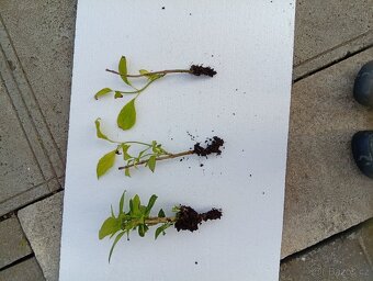 Sazenice rostlin - 3