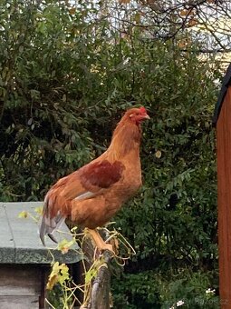 Prodáme kohouty - 3