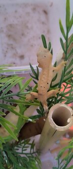 Pagekon řasnatý - 3