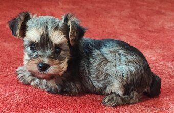 Bišonek, luxusní barevná fenečka - 3