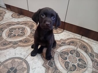 Ladbrdor štěňátko - 3