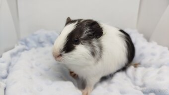 Morče, Morčata, Morčátko, Morčátka - BETTY - 3