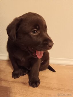 Labrador retriever - 3