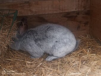 Prodám samce králíka VSS - 3