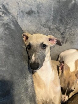 Whippet/ Vipet s PP - 3