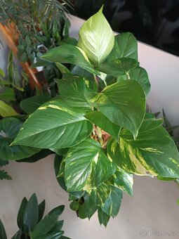 Pothos Epipremnum aureum - 3