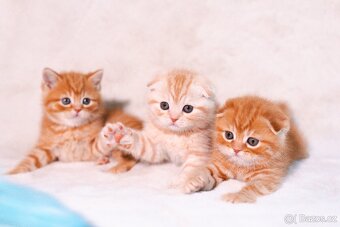 Scottish Fold a Scottish Straight - 3