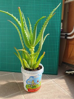 Aloe Vera - 3
