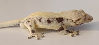 Pagekon řasnatý 1.0 Lilly White 27g - 3