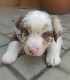 Border kolie blue a red merle - 3