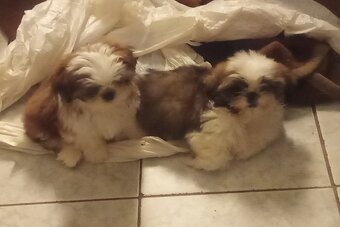 Shih-tzu, Shih tzu, si cu bez pp - 3