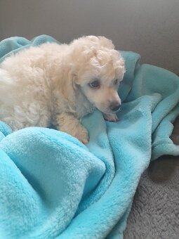 Pudl trpasličí - 3