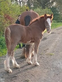 Drum horse hřebec, matka Shire horse, otec irský cob - 3