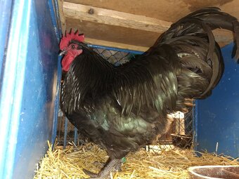 Australky kohouti - 3