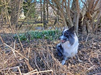 Nabízím krytí psem border kolie. - 3