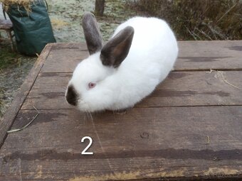 Samice králíka kříženky Nb+Kal - 3