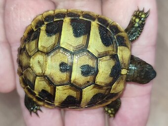 Malé suchozemské želvy - 3