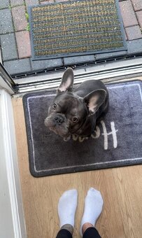 Francouzský buldoček - 3