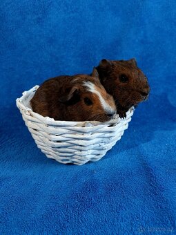 Morče, morčátka miminka, genové skinny - 3