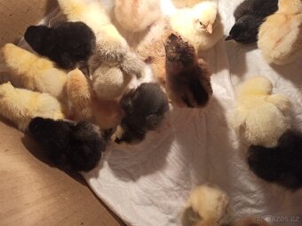 Násadová vajíčka dvorkový mix - 3