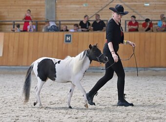 Klisna Minihorse, 2 roky - 3