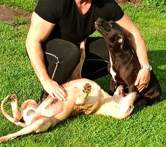 Štěňata Pitbull, Americký pitbull teriér bez PP - 3