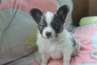 Papillon pejsek s PP - 3