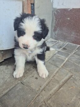 Border kolie s PP - 3