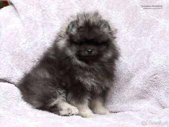 Pomeranian s PP - 3