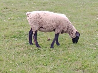 Dorper Suffolk - 3
