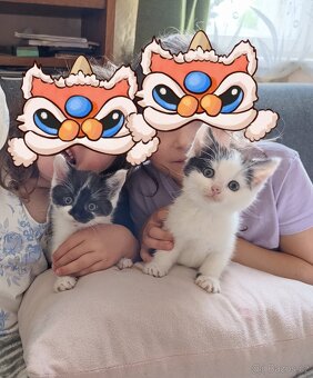 Daruji koťátka - 3