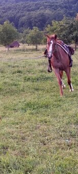 3l kobylka mix Qh x ČSP - 3