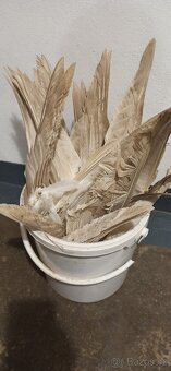 Husí pera - celé konce, křídla s peřím - 3