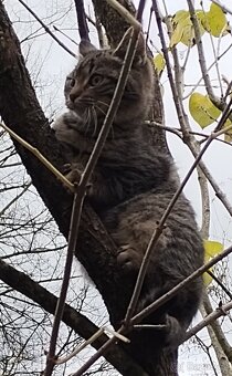 Darujeme koťata - 3