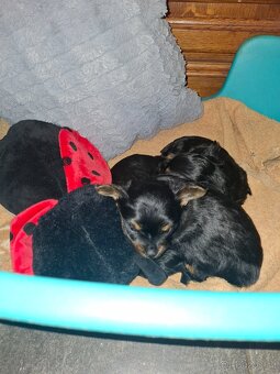 Čivavaxjorkšír - 3