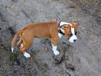 Americký stafordšírský teriér PP pes - 3