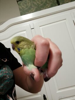 Andulka vlnkovaná mladá - 3