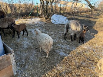 Ouessantský beránek - 3