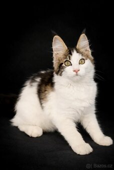 Mainská mývalí- kočička s PP - 3