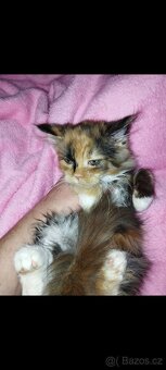 Mainská mývalí koťátka bez PP - 3