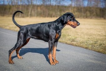 Dobrman štěňata s PP - 3