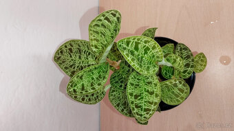 Macodes Petola (jewel orchid) - 3