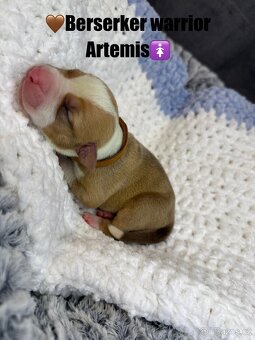 American bully XL/XXL s PP - 3